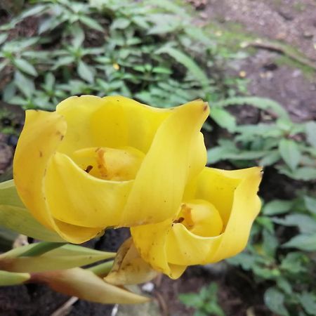 فيلا Refugio De Orquideas اوكسابامبا المظهر الخارجي الصورة