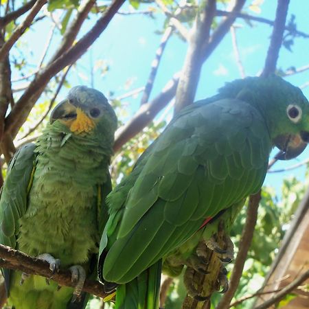 فيلا Refugio De Orquideas اوكسابامبا المظهر الخارجي الصورة