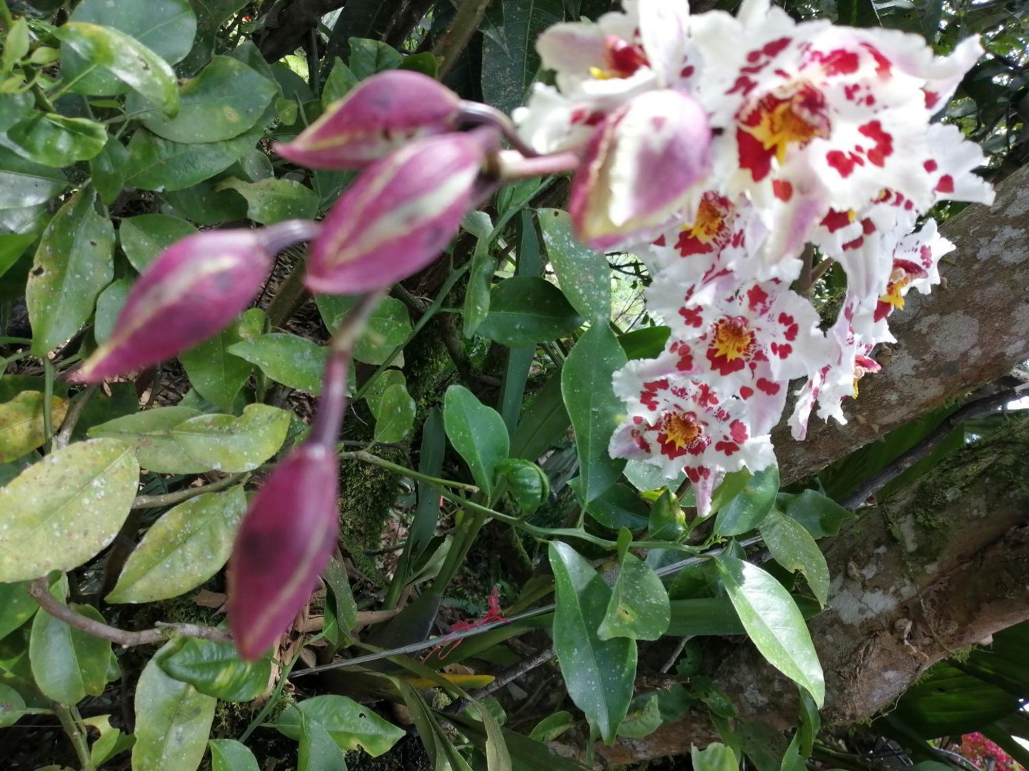 فيلا Refugio De Orquideas اوكسابامبا المظهر الخارجي الصورة