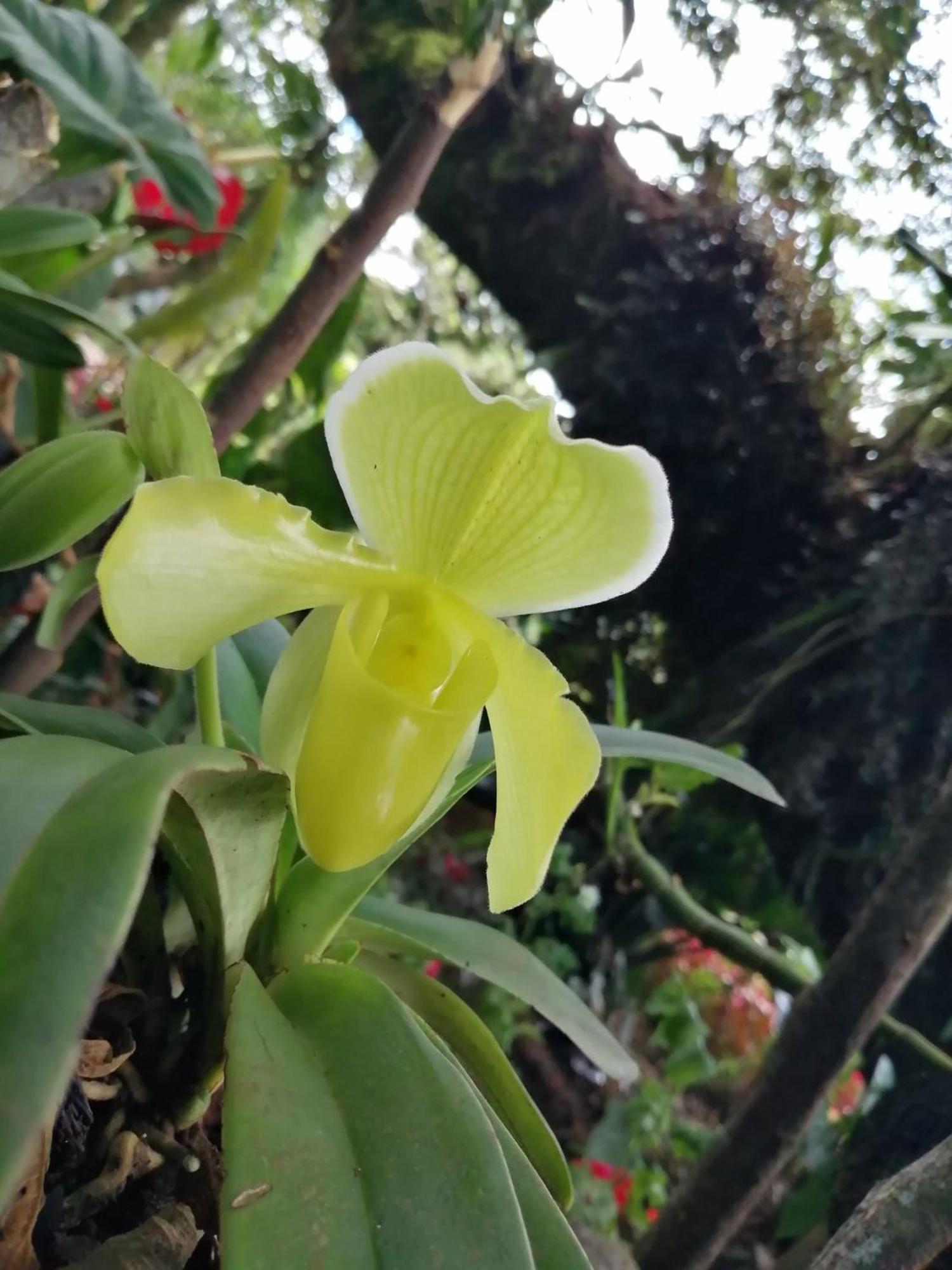 فيلا Refugio De Orquideas اوكسابامبا المظهر الخارجي الصورة