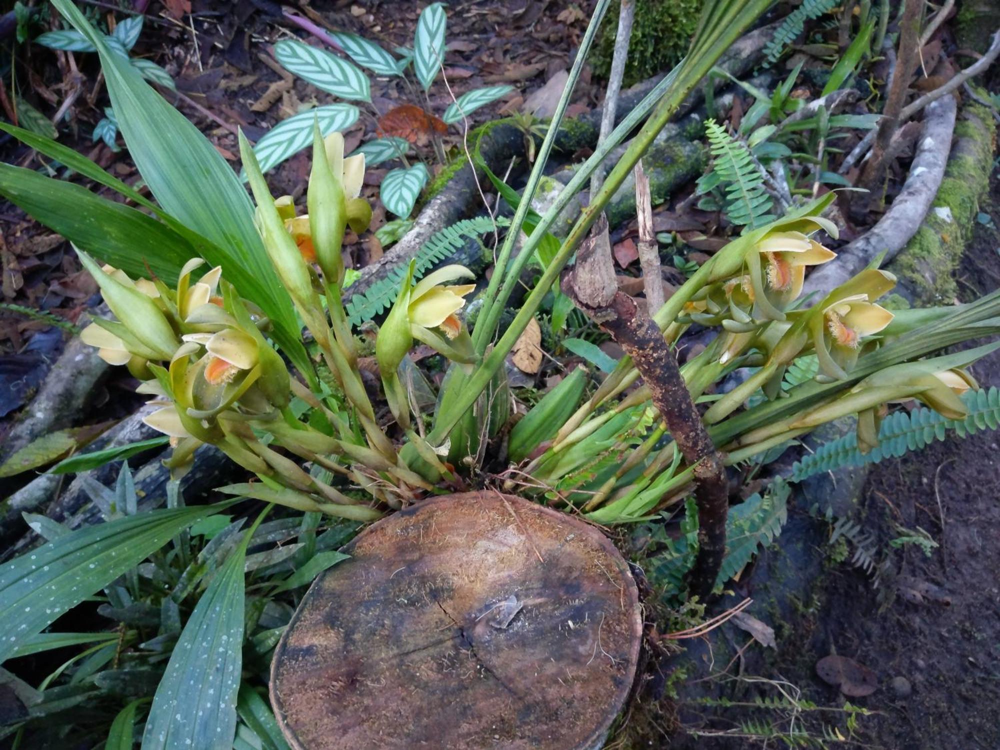 فيلا Refugio De Orquideas اوكسابامبا المظهر الخارجي الصورة