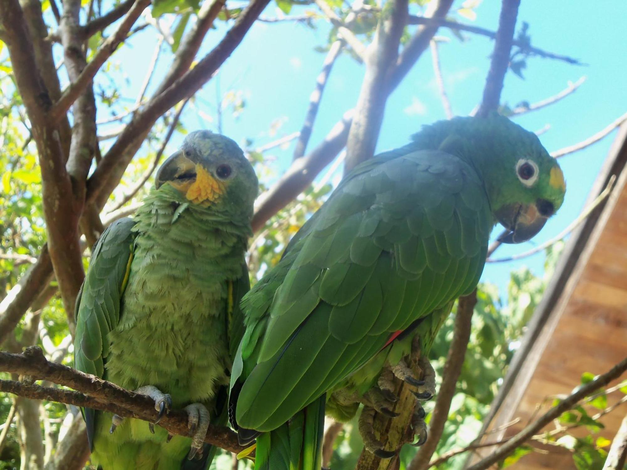 فيلا Refugio De Orquideas اوكسابامبا المظهر الخارجي الصورة