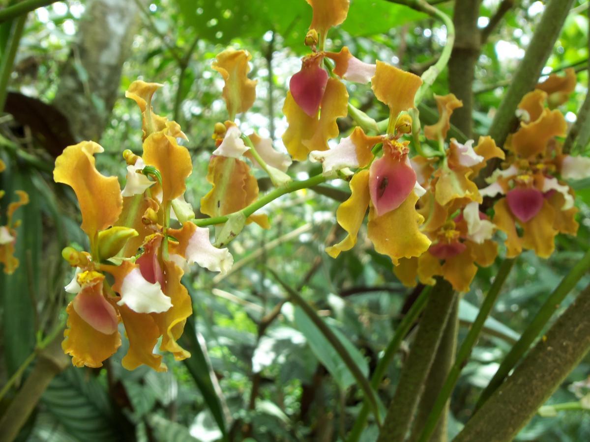فيلا Refugio De Orquideas اوكسابامبا المظهر الخارجي الصورة